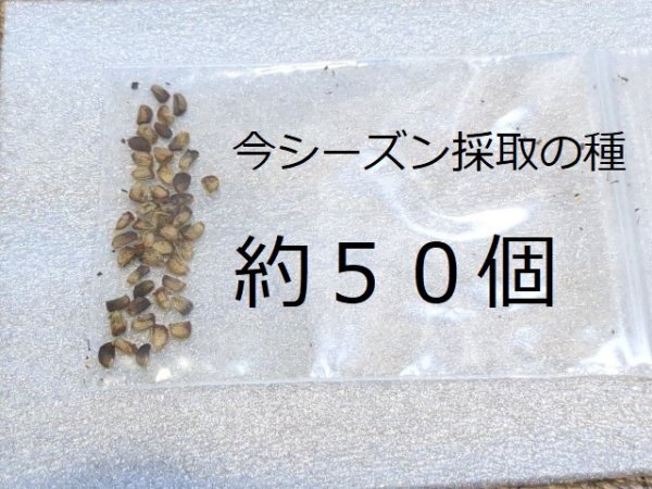 送料無料！　ブラックベリー種　約50個　※芽出しマニュアル、育て方マニュアルお付けします
